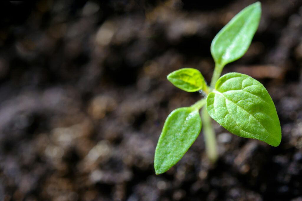 Sprout from ground